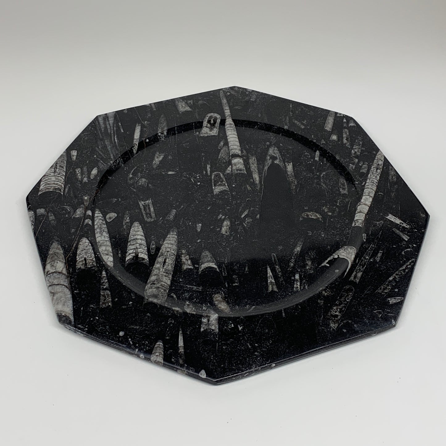 2pcs, 12" Large Octagon Shape Black Fossils Orthoceras Plates @Morocco, B8288