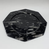 2pcs, 12" Large Octagon Shape Black Fossils Orthoceras Plates @Morocco, B8288