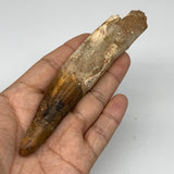 70.2g, 5.3"X1"x 0.7", Rare Natural Fossils Spinosaurus Tooth from Morocco, F3167