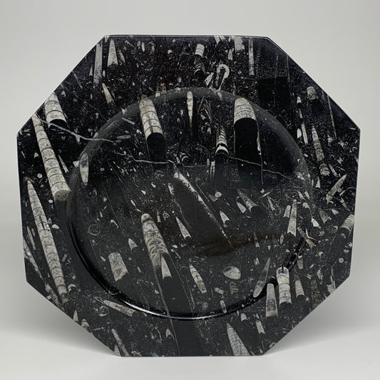2pcs, 12" Large Octagon Shape Black Fossils Orthoceras Plates @Morocco, B8289