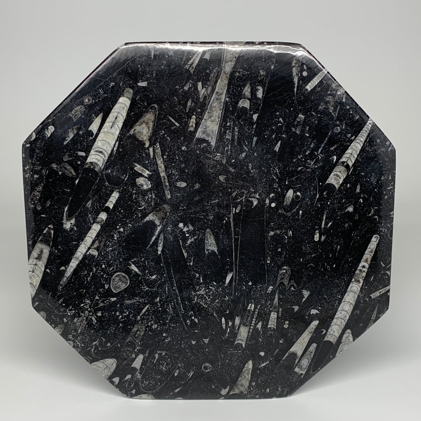 2pcs, 12" Large Octagon Shape Black Fossils Orthoceras Plates @Morocco, B8289