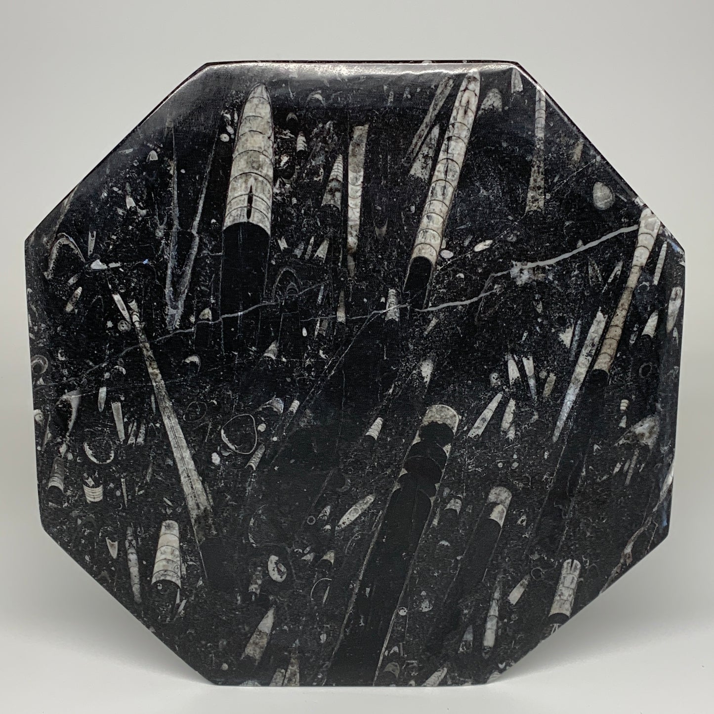 2pcs, 12" Large Octagon Shape Black Fossils Orthoceras Plates @Morocco, B8289