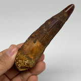 59.5g, 4.1"X1.1"x 0.9", Rare Natural Fossils Spinosaurus Tooth from Morocco, F31