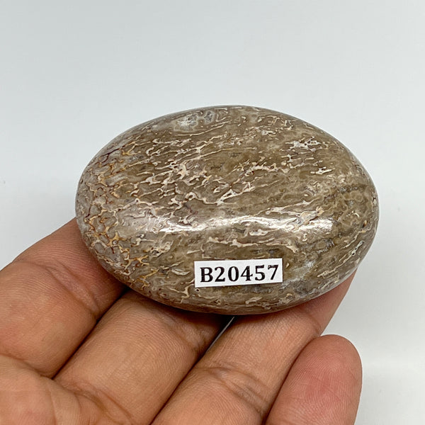 61.8g,2.2"x1.6"x0.8", Small Dinosaur Bones Palm-Stone from Morocco, B20457