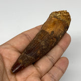 59.5g, 4.1"X1.1"x 0.9", Rare Natural Fossils Spinosaurus Tooth from Morocco, F31