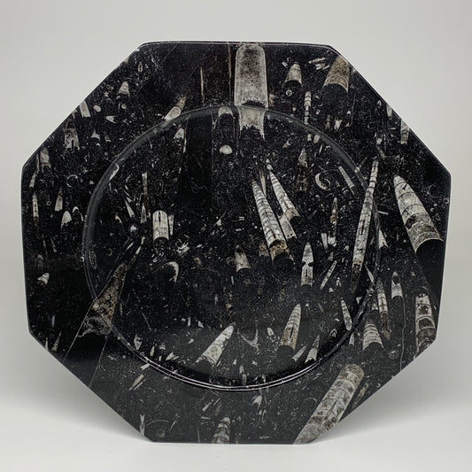 2pcs, 12" Large Octagon Shape Black Fossils Orthoceras Plates @Morocco, B8292