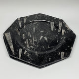 2pcs, 12" Large Octagon Shape Black Fossils Orthoceras Plates @Morocco, B8292