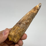 48g, 4"X1.1"x 0.8", Rare Natural Fossils Spinosaurus Tooth from Morocco, F3171