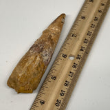 48g, 4"X1.1"x 0.8", Rare Natural Fossils Spinosaurus Tooth from Morocco, F3171