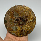 232g, 4.3"x0.5", Ammonite coaster fossils made round disc @Madagascar, B15065