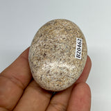 48.7g,2"x1.5"x0.8", Small Dinosaur Bones Palm-Stone from Morocco, B20462