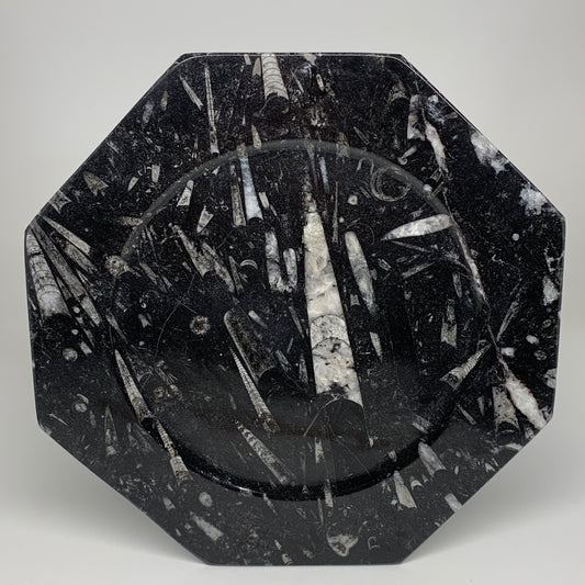 2pcs, 12" Large Octagon Shape Black Fossils Orthoceras Plates @Morocco, B8297