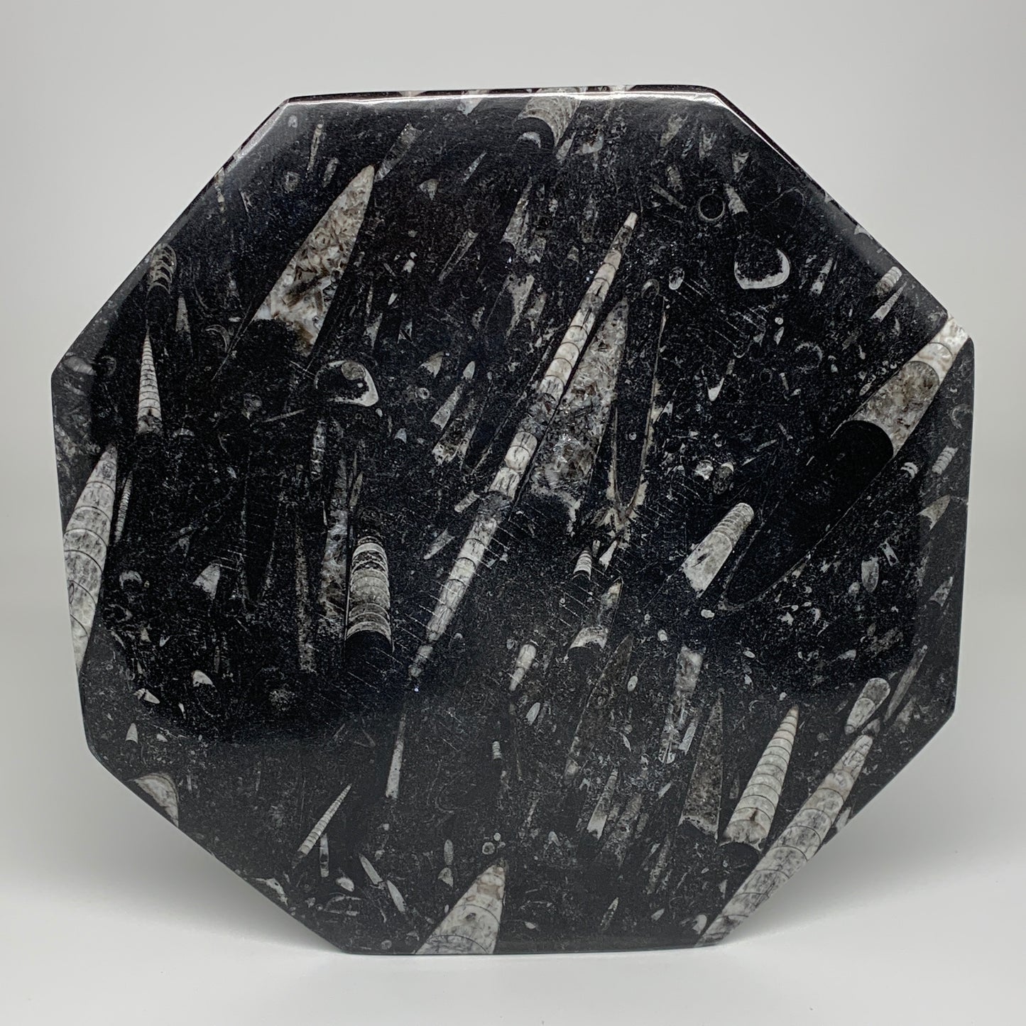 2pcs, 12" Large Octagon Shape Black Fossils Orthoceras Plates @Morocco, B8297