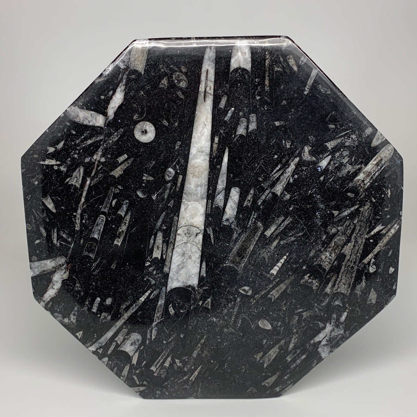 2pcs, 12" Large Octagon Shape Black Fossils Orthoceras Plates @Morocco, B8297