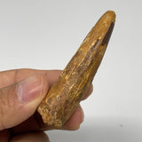 22.4g, 2.4"X0.8"x 0.6", Rare Natural Fossils Spinosaurus Tooth from Morocco, F31