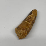22.4g, 2.4"X0.8"x 0.6", Rare Natural Fossils Spinosaurus Tooth from Morocco, F31