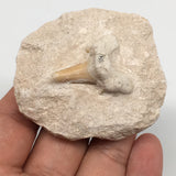 83g,2.3"X2"x1.3"Otodus Fossil Shark Tooth Mounted on Matrix @Morocco,MF1927