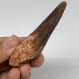 39.5g, 3.2"X1"x 0.8", Rare Natural Fossils Spinosaurus Tooth from Morocco, F3176