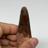 39.5g, 3.2"X1"x 0.8", Rare Natural Fossils Spinosaurus Tooth from Morocco, F3176