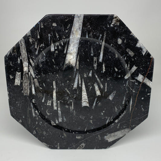 2pcs, 12" Large Octagon Shape Black Fossils Orthoceras Plates @Morocco, B8299