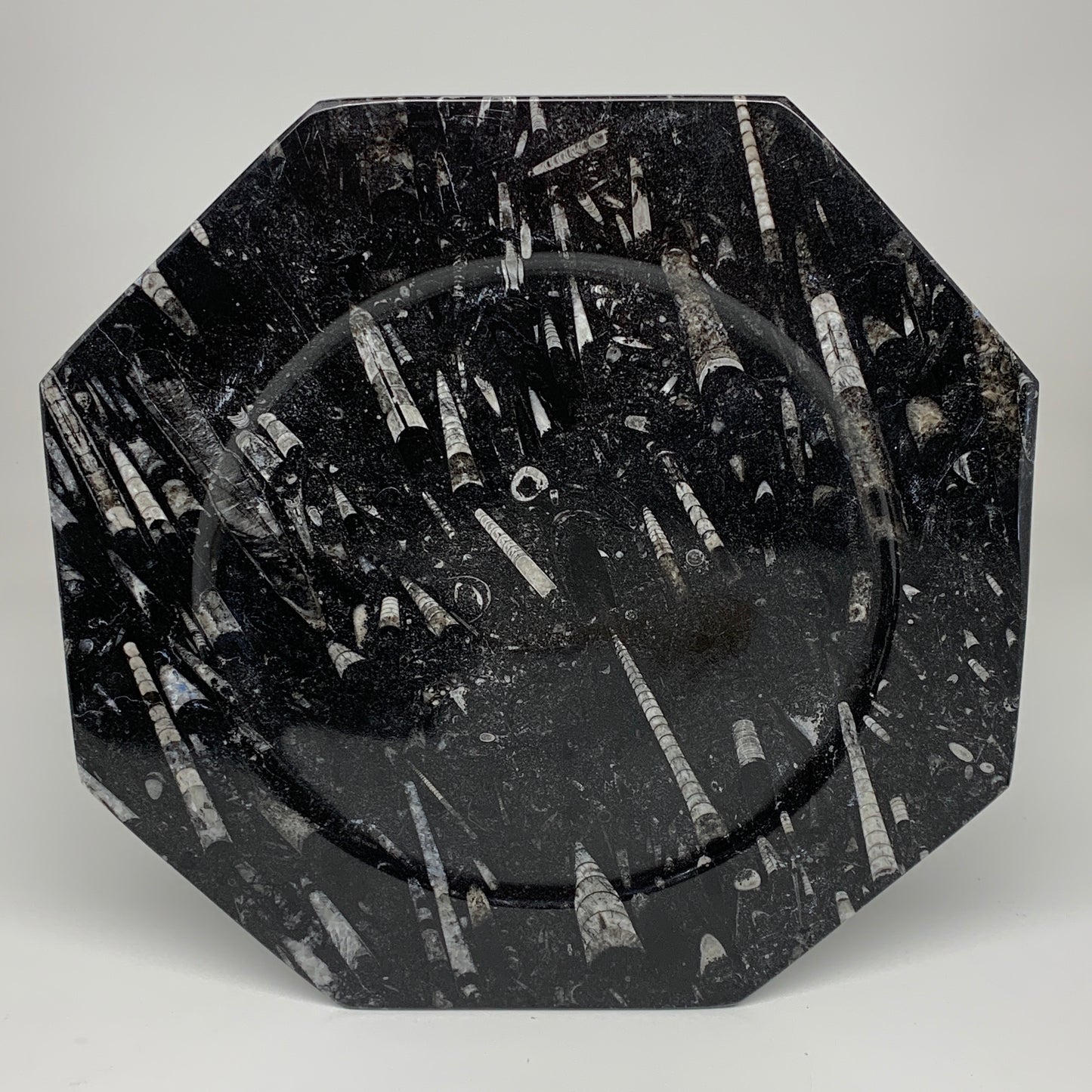 2pcs, 12" Large Octagon Shape Black Fossils Orthoceras Plates @Morocco, B8299