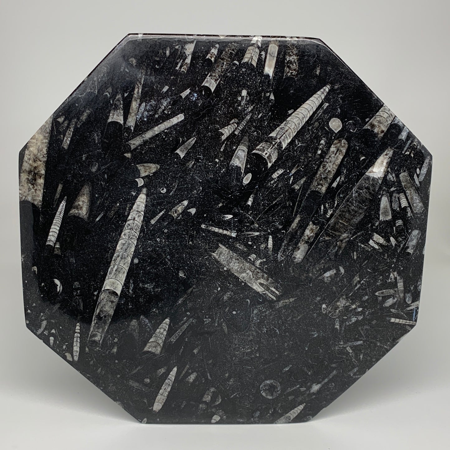 2pcs, 12" Large Octagon Shape Black Fossils Orthoceras Plates @Morocco, B8299