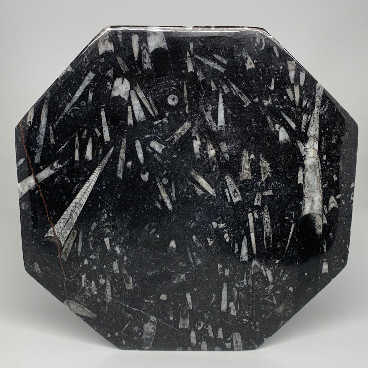 2pcs, 12" Large Octagon Shape Black Fossils Orthoceras Plates @Morocco, B8299