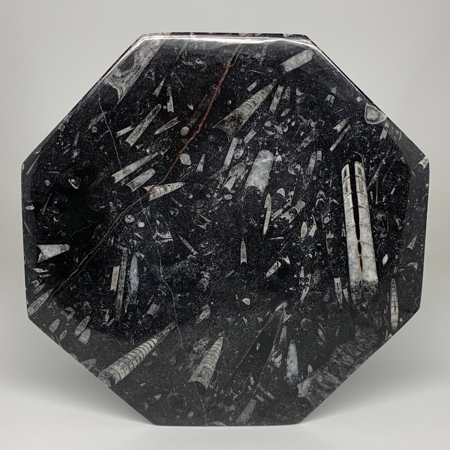 2pcs, 12" Large Octagon Shape Black Fossils Orthoceras Plates @Morocco, B8300