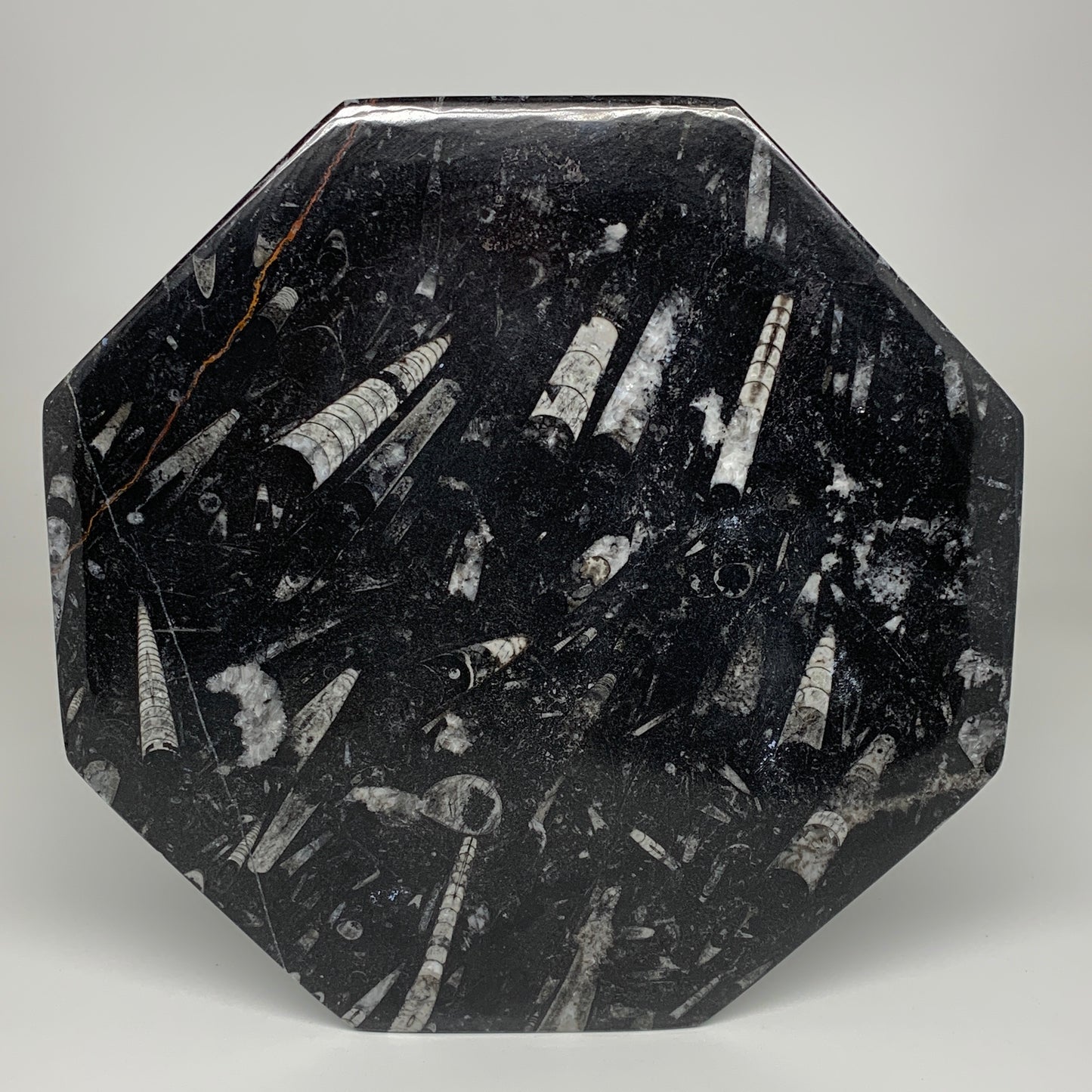 2pcs, 12" Large Octagon Shape Black Fossils Orthoceras Plates @Morocco, B8300