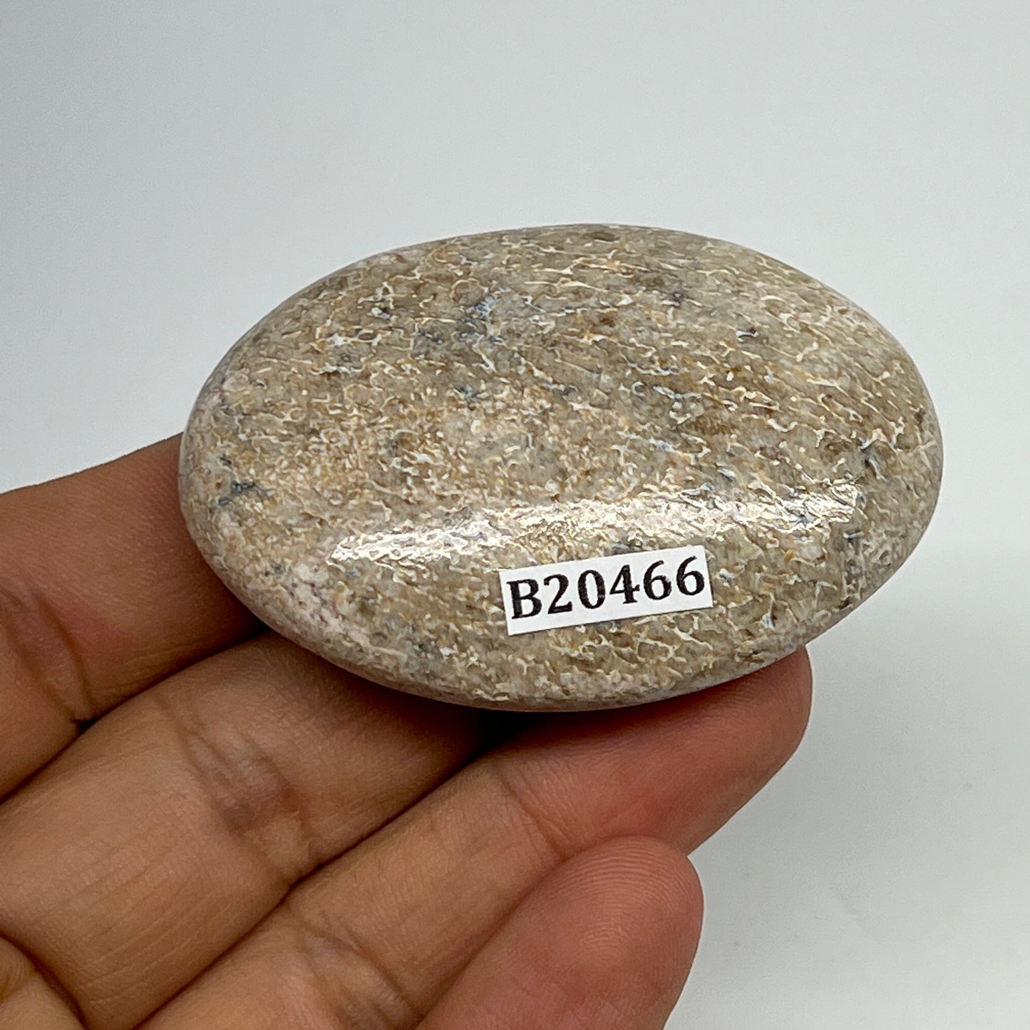 48.7g,2.2"x1.5"x0.7", Small Dinosaur Bones Palm-Stone from Morocco, B20466