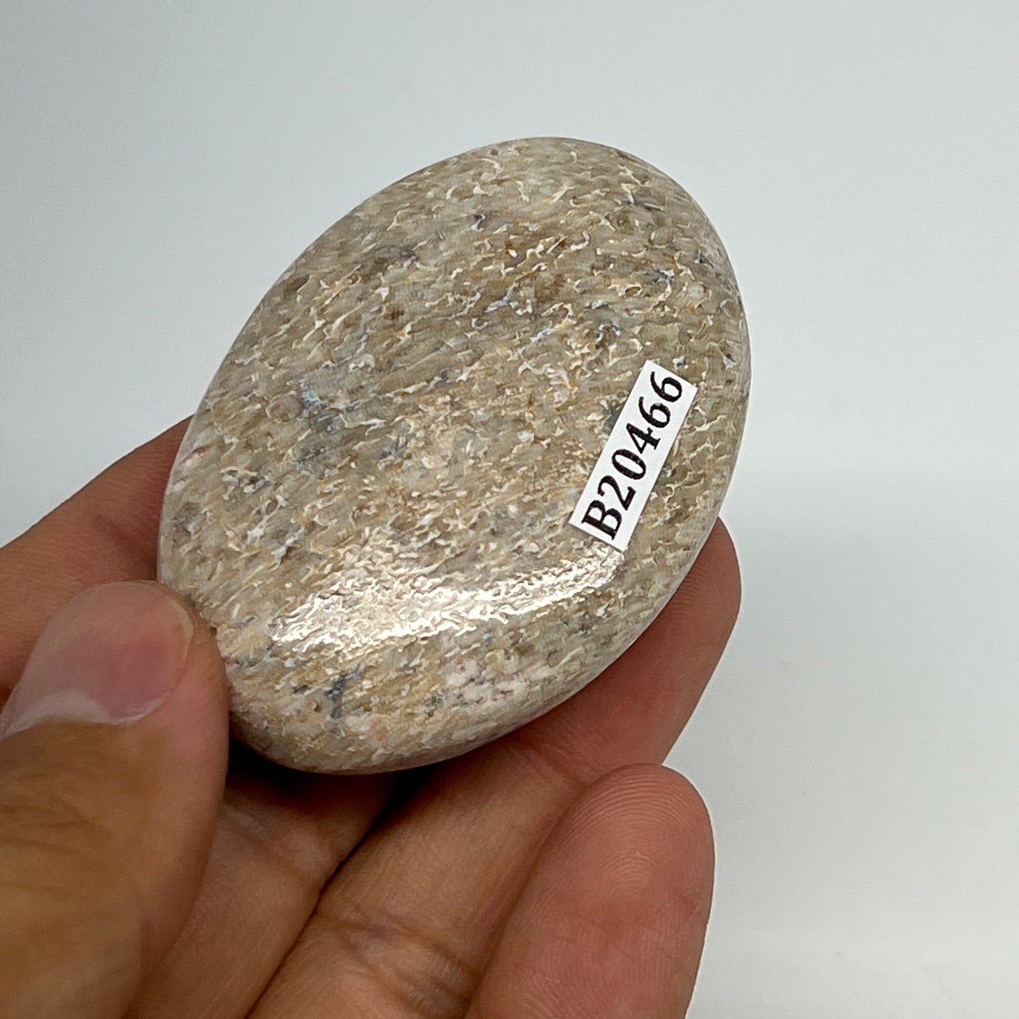 48.7g,2.2"x1.5"x0.7", Small Dinosaur Bones Palm-Stone from Morocco, B20466