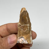 19.7g, 2.2"X1"x 0.6", Rare Natural Fossils Spinosaurus Tooth from Morocco, F3178