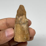19.7g, 2.2"X1"x 0.6", Rare Natural Fossils Spinosaurus Tooth from Morocco, F3178
