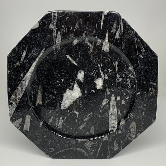 2pcs, 12" Large Octagon Shape Black Fossils Orthoceras Plates @Morocco, B8302