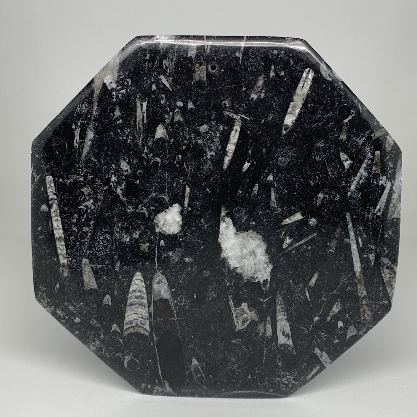 2pcs, 12" Large Octagon Shape Black Fossils Orthoceras Plates @Morocco, B8302