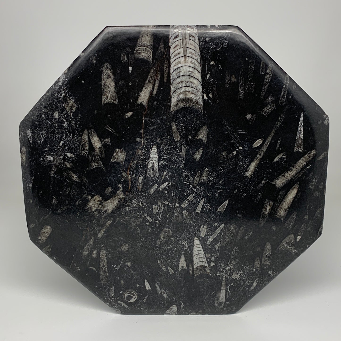 2pcs, 12" Large Octagon Shape Black Fossils Orthoceras Plates @Morocco, B8302