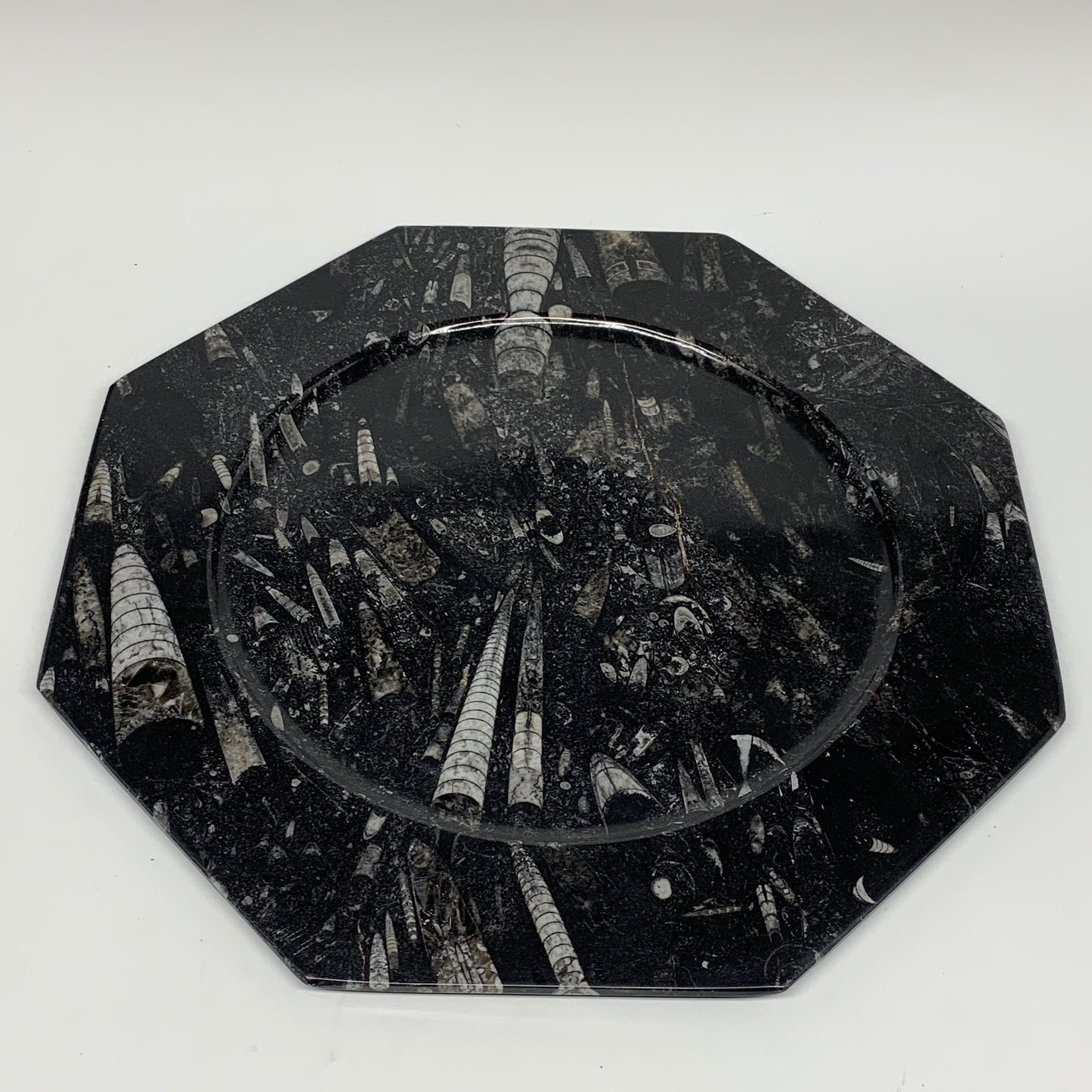 2pcs, 12" Large Octagon Shape Black Fossils Orthoceras Plates @Morocco, B8302