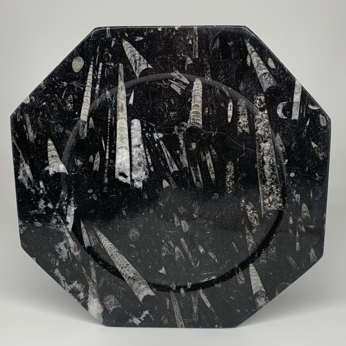 2pcs, 12" Large Octagon Shape Black Fossils Orthoceras Plates @Morocco, B8303