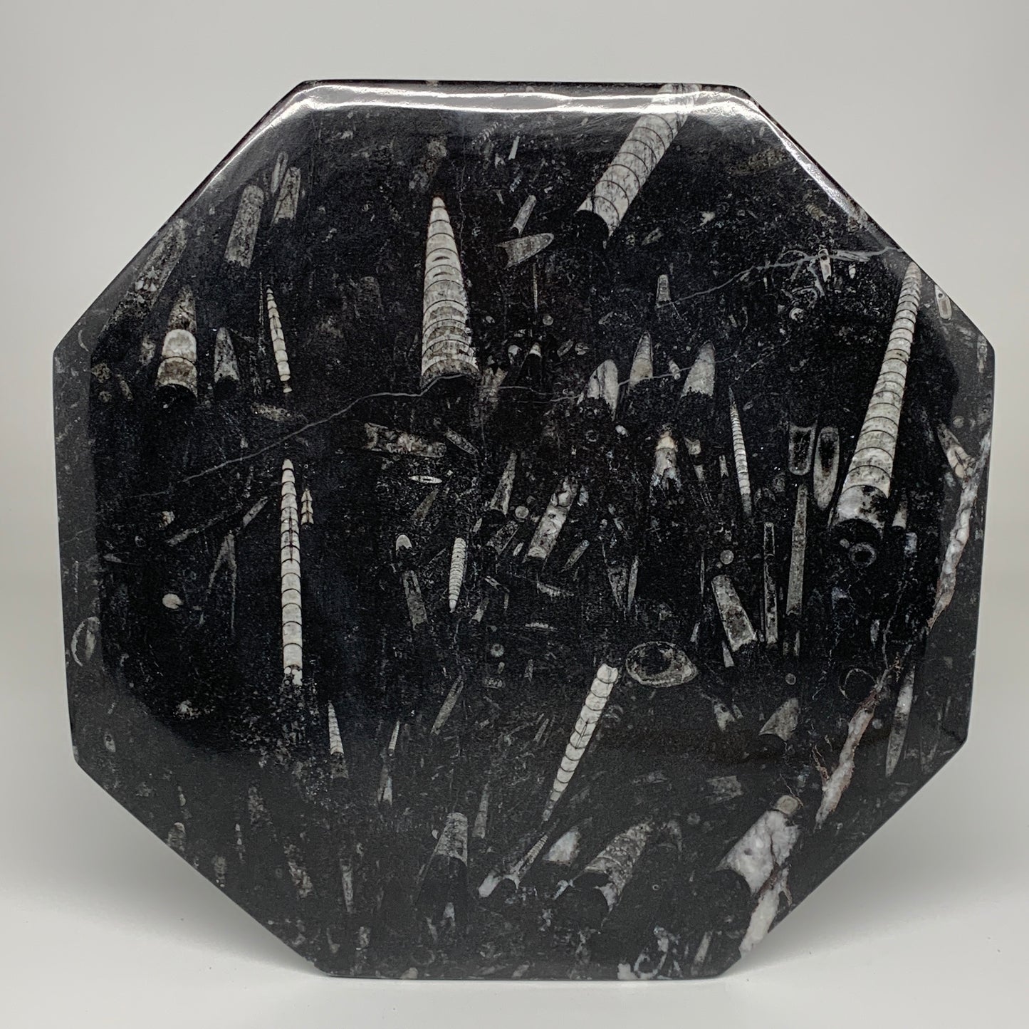 2pcs, 12" Large Octagon Shape Black Fossils Orthoceras Plates @Morocco, B8303