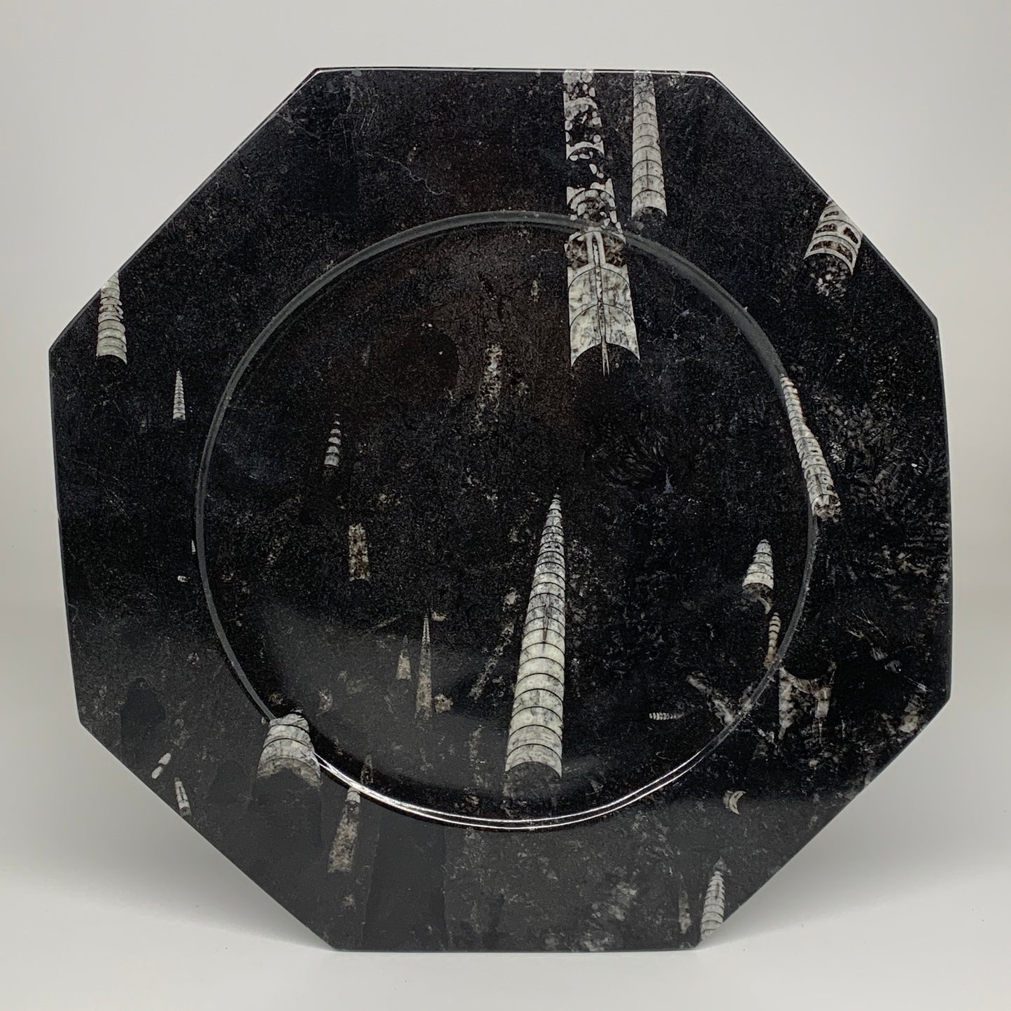 2pcs, 12" Large Octagon Shape Black Fossils Orthoceras Plates @Morocco, B8303