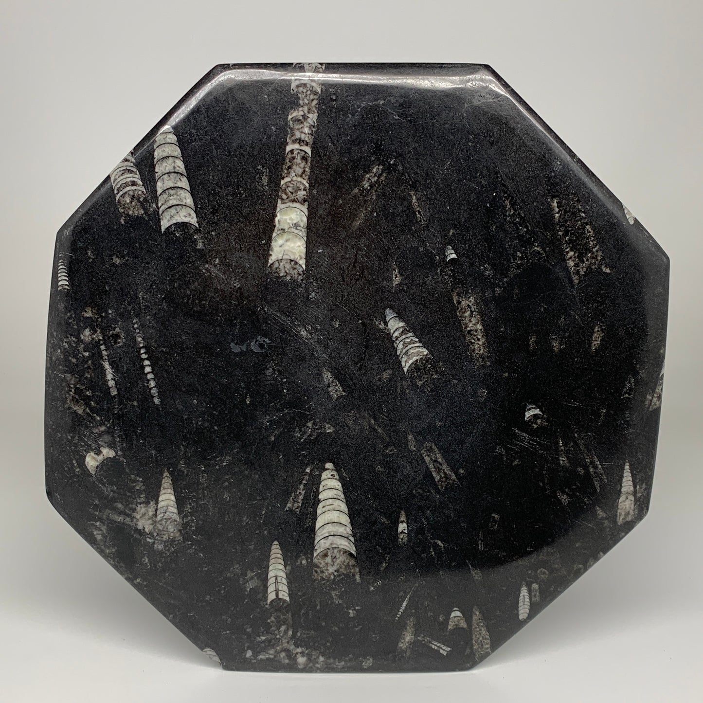 2pcs, 12" Large Octagon Shape Black Fossils Orthoceras Plates @Morocco, B8303