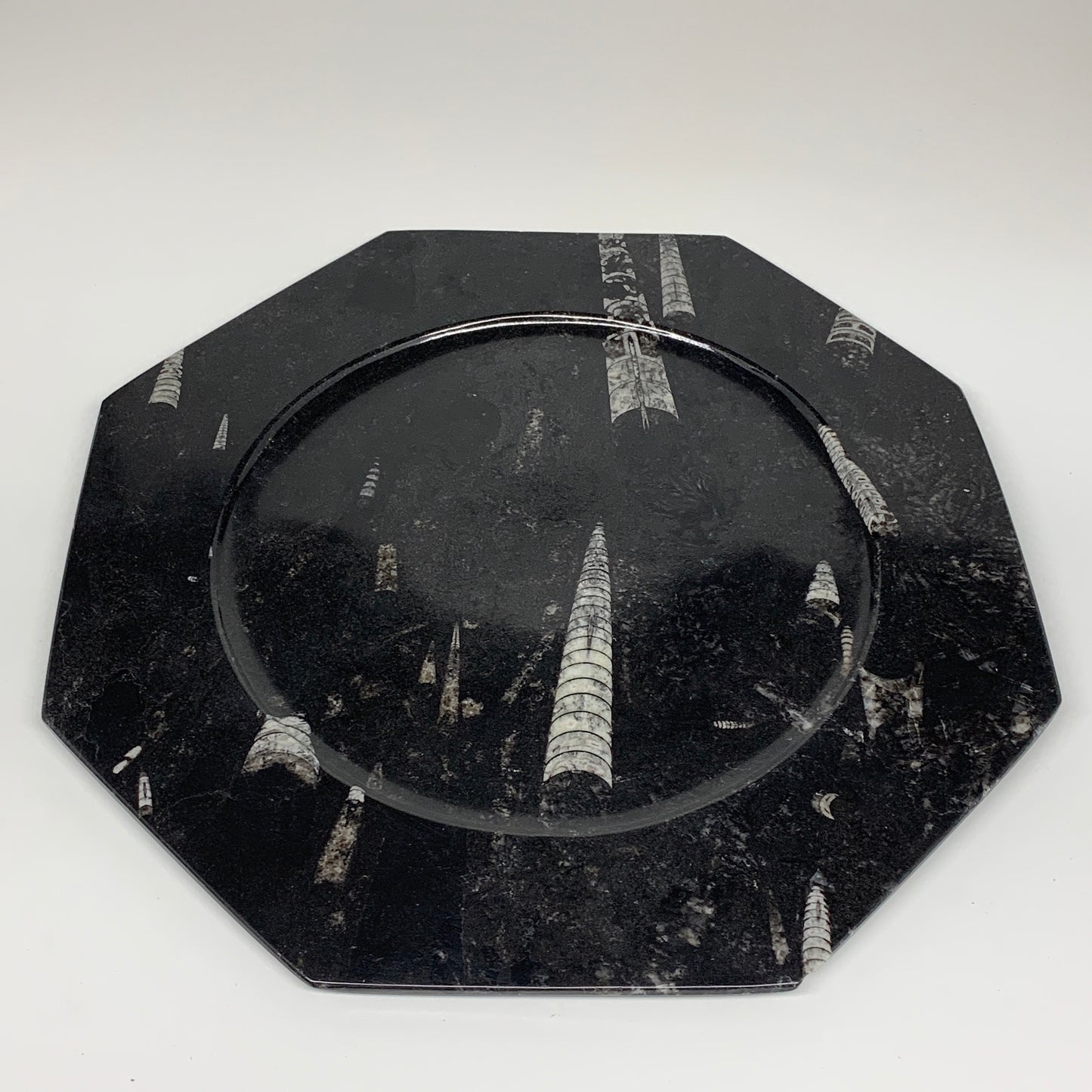 2pcs, 12" Large Octagon Shape Black Fossils Orthoceras Plates @Morocco, B8303