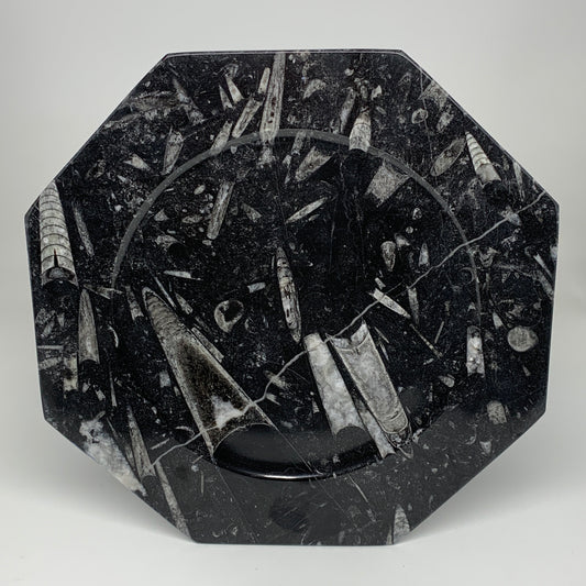 2pcs, 12" Large Octagon Shape Black Fossils Orthoceras Plates @Morocco, B8304
