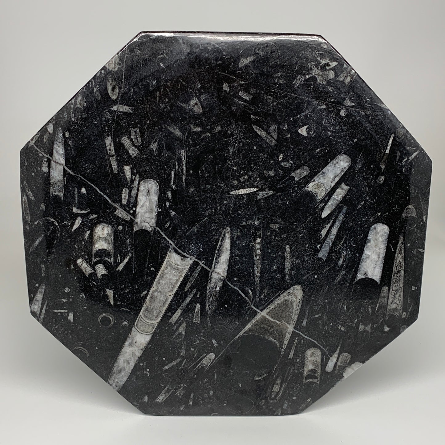 2pcs, 12" Large Octagon Shape Black Fossils Orthoceras Plates @Morocco, B8304