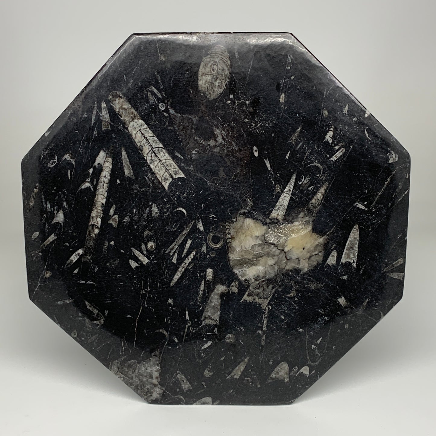 2pcs, 12" Large Octagon Shape Black Fossils Orthoceras Plates @Morocco, B8304