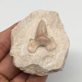 65.7g,2.2"X2"x1"Otodus Fossil Shark Tooth Mounted on Matrix @Morocco,MF1934