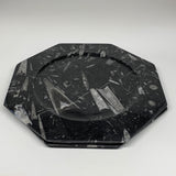 2pcs, 12" Large Octagon Shape Black Fossils Orthoceras Plates @Morocco, B8304