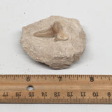 65.7g,2.2"X2"x1"Otodus Fossil Shark Tooth Mounted on Matrix @Morocco,MF1934