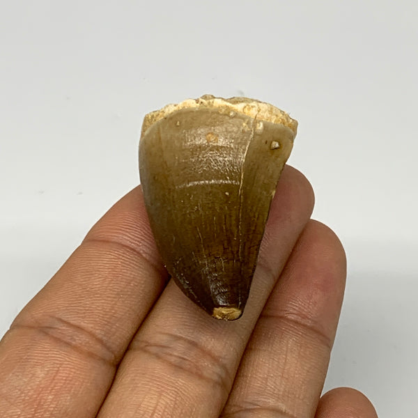 23.6g, 1.7"X1.1"x0.9" Fossil Mosasaur Tooth reptiles, Cretaceous @Morocco, B2372