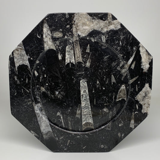 2pcs, 12" Large Octagon Shape Black Fossils Orthoceras Plates @Morocco, B8307